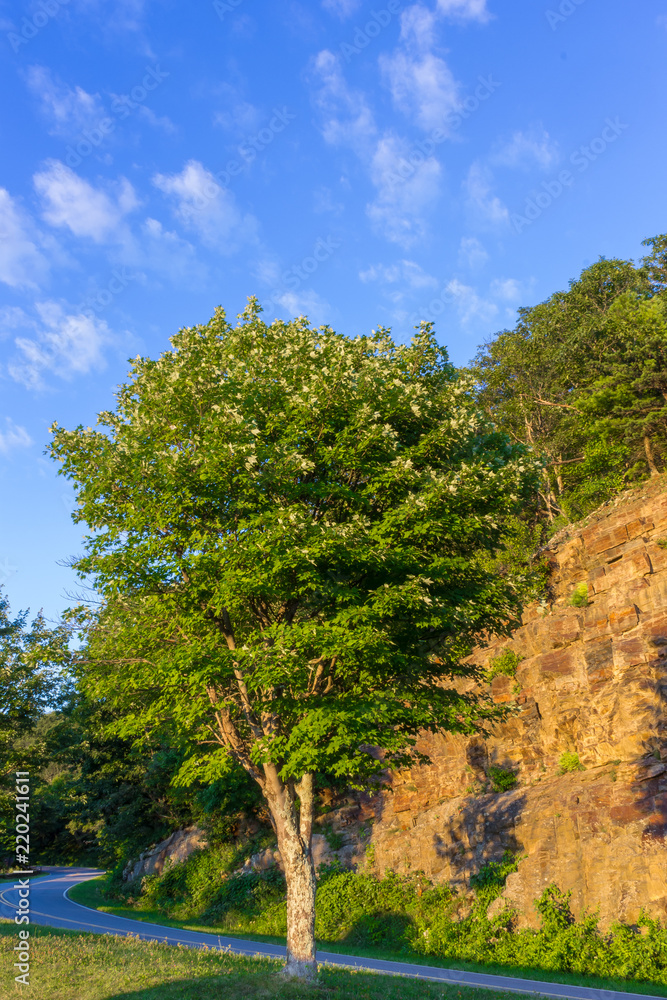 Tree at sunset along skyline drive