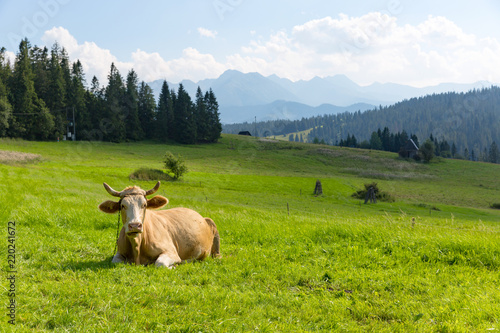 cow on pasture in mountains