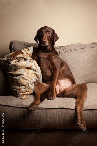 Fotografie Brown Labrador Dog Sitting Like a Human on Gray Couch