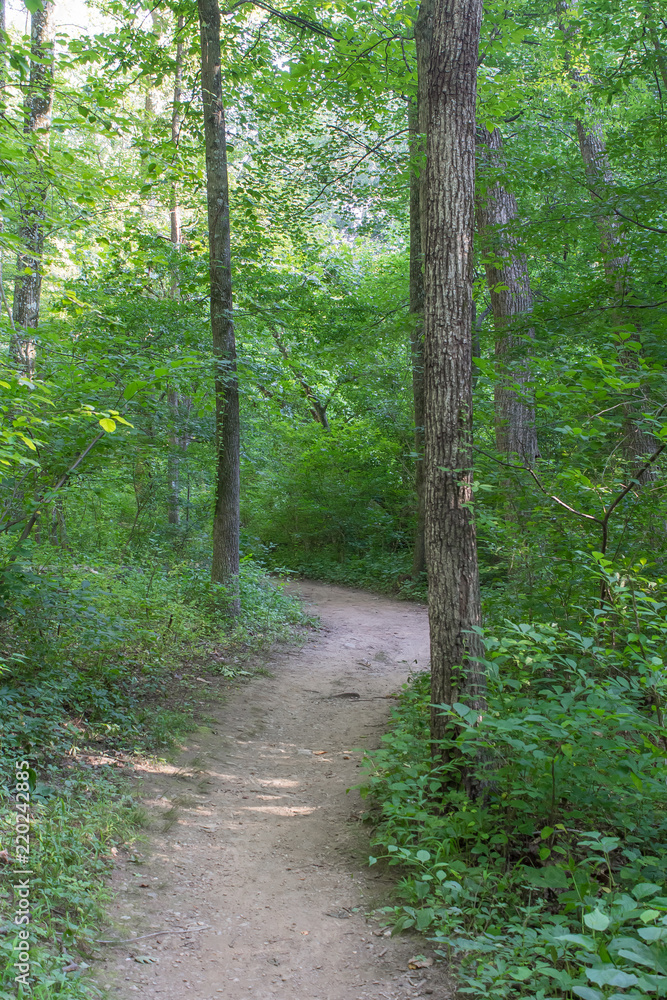 Obraz premium Hiking trail through the woods in Montgomery County Maryland