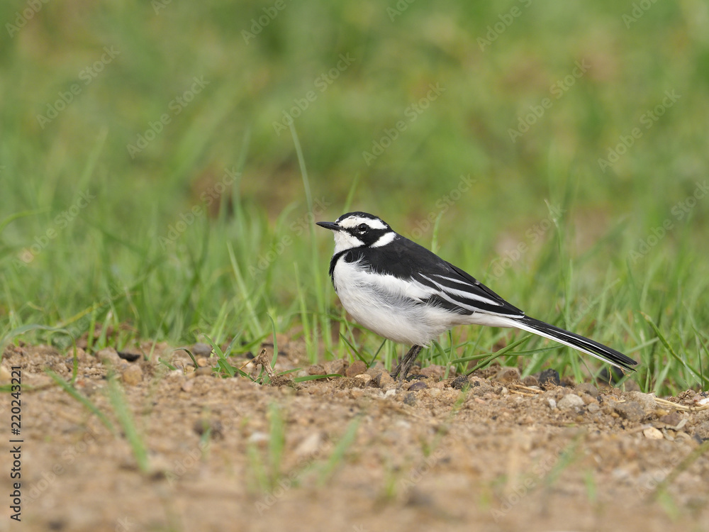 African pied-wagtail, Motacilla aguimp African pied-wagtail, Motacilla aguimp