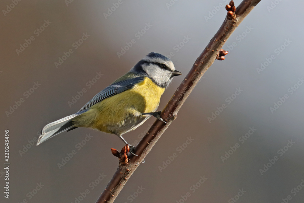 Fototapeta premium Blaumeise