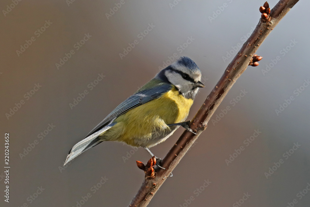 Fototapeta premium Blaumeise