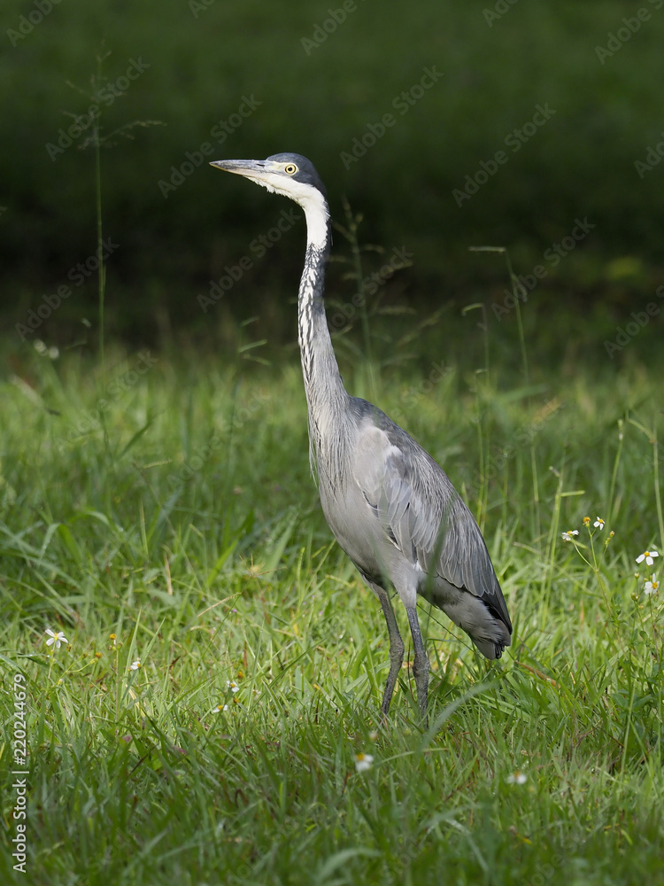 Fototapeta premium Black-headed heron, Ardea melanocephala