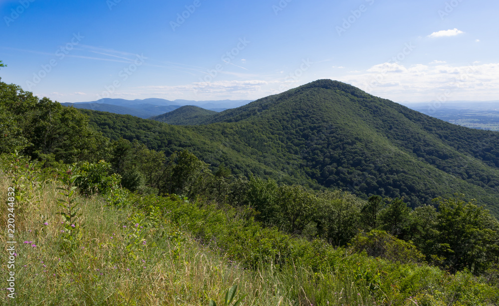 The Shenandoah Valley from a lookout at Skyline Drive with wild flowers The Shenandoah Valley from a lookout at Skyline Drive with wild flowers