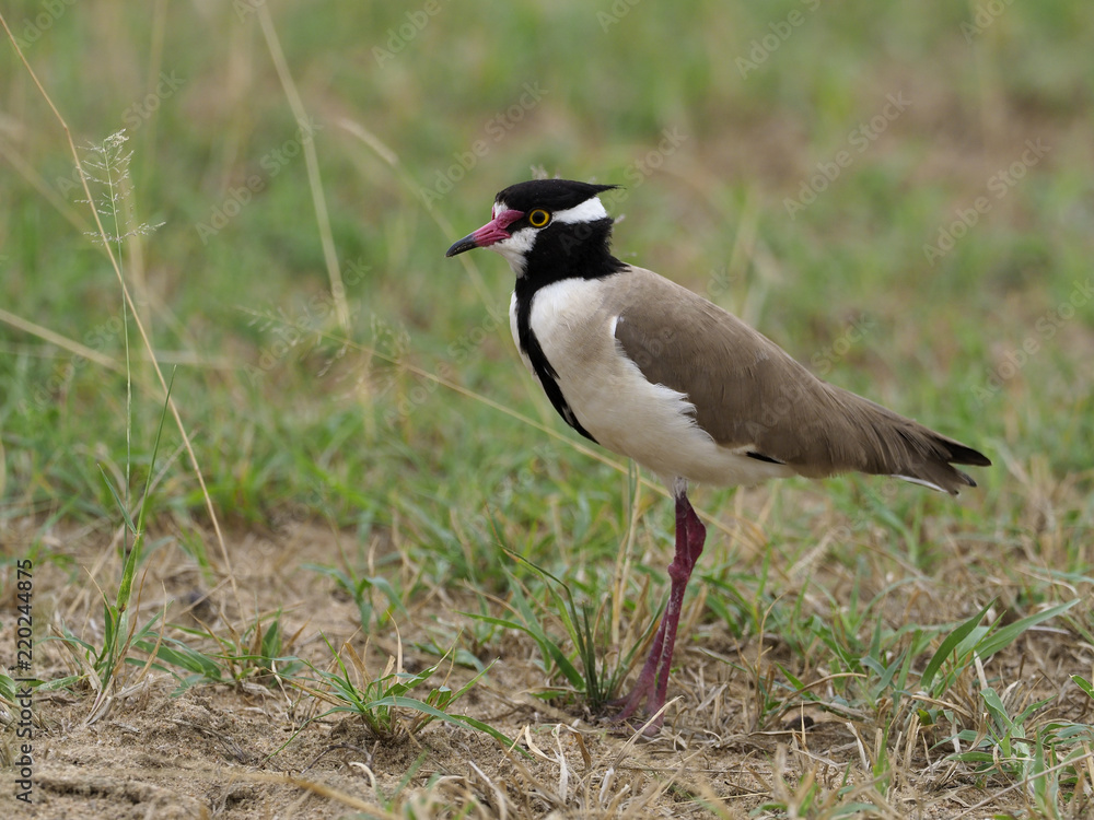 Black-headed plover, Vanellus tectus