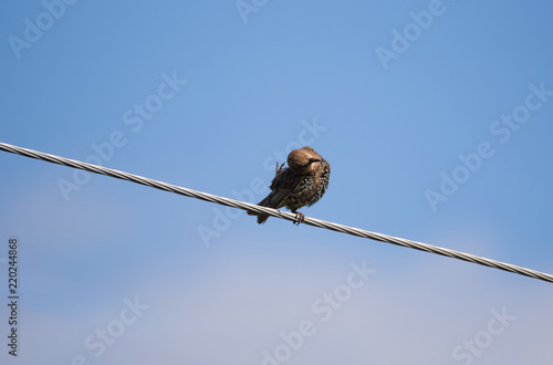 Starling bent his head and scratching his paw behind his ear © Marina