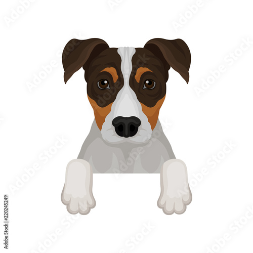 Jack russell terrier hanging on invisible fence. Dog with adorable muzzle. Flat vector for poster or banner of pet shop © Happypictures