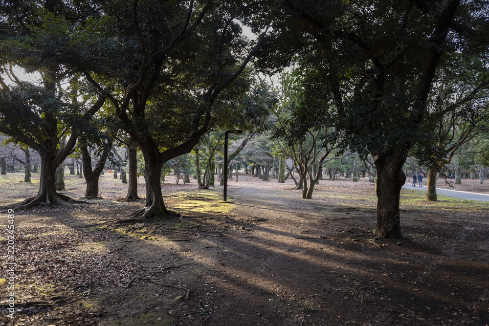 parc arboré parc arboré