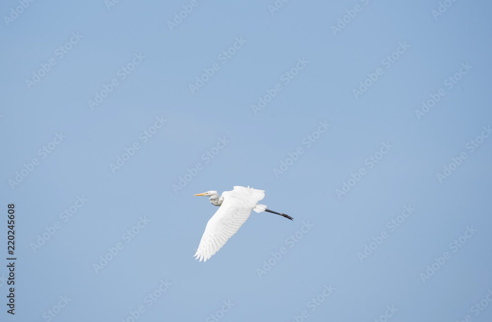 Great egret flies on the blue sky background, wings spread and neck folded. Top view Great egret flies on the blue sky background, wings spread and neck folded. Top view