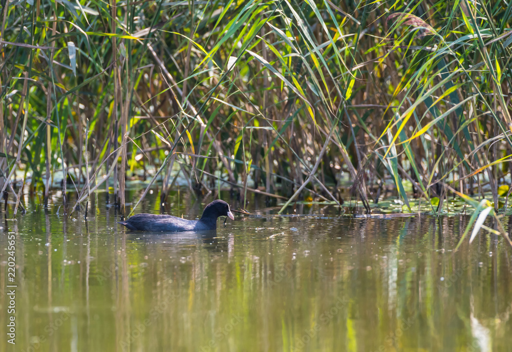Fototapeta premium Eurasian coot on the lake on the typha background