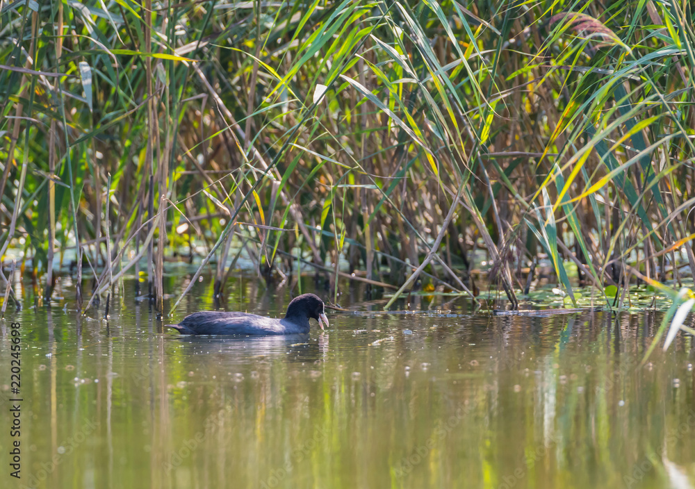 Eurasian coot with an open beak in the lake Eurasian coot with an open beak in the lake