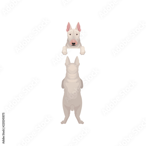 Portrait of bull terrier s muzzle with paws peeking out from border and back view of full body. Home pet. Flat vector design