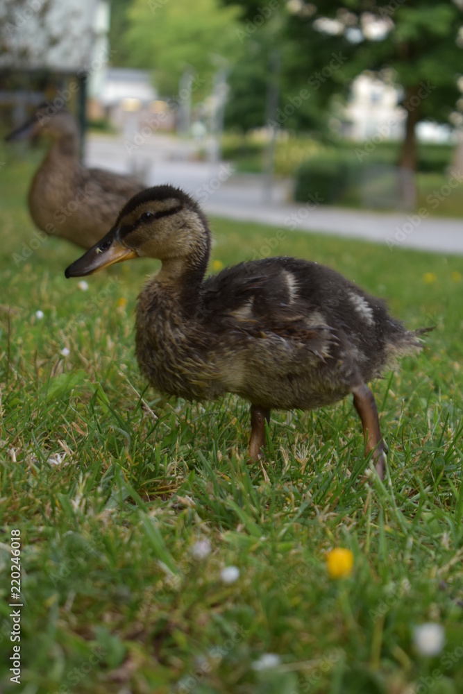 Young duck on a walk Young duck on a walk