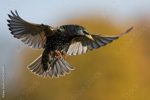 Flying starling with spreaded wings on green and yellow background photo