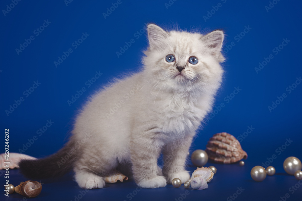 Charming little white kitten three-month with blue eyes posing on a sea background. Kitten with shells and pearls.