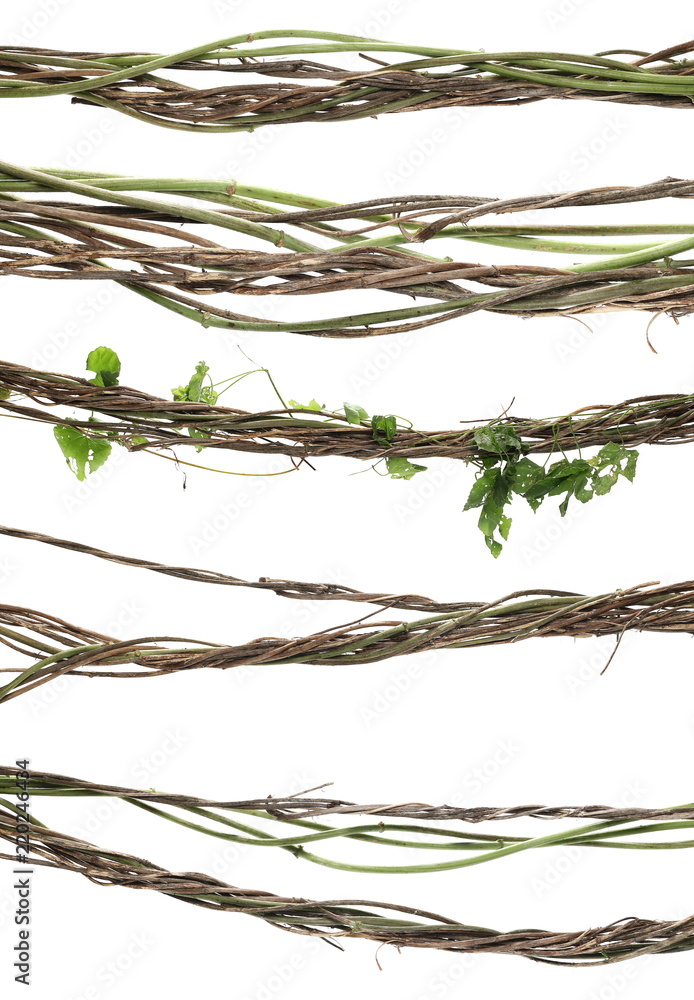 set wild dry liana jungle vine isolated on white background, clipping path - obrazy, fototapety, plakaty 