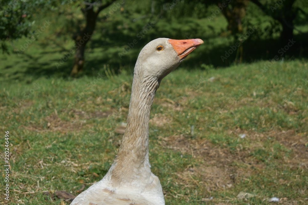 Obraz premium Majestic goose