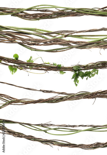 set wild dry liana jungle vine isolated on white background, clipping path Fototapet