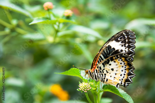 Beautiful butterfly on flowers with green leaves in the park background