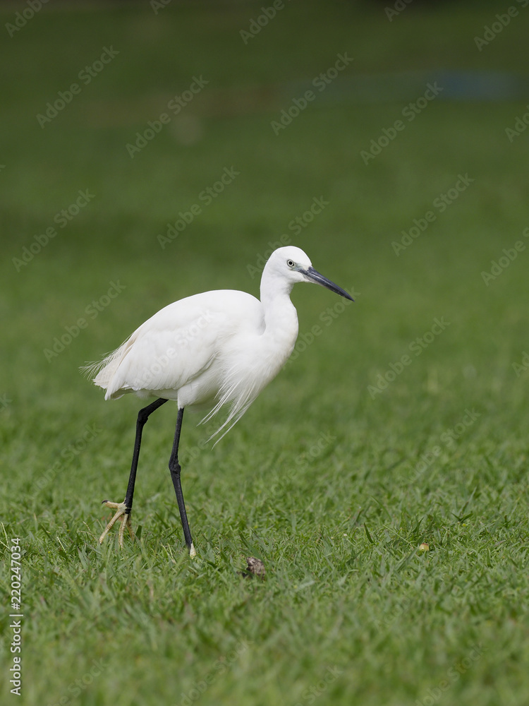 Little egret, Egretta garzetta Little egret, Egretta garzetta