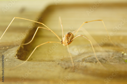 One Brown Tan Daddy Long Legs Monochromatic Creepy Crawling Spider Soft Focus Nature Close Up Macro With Wood Post Background