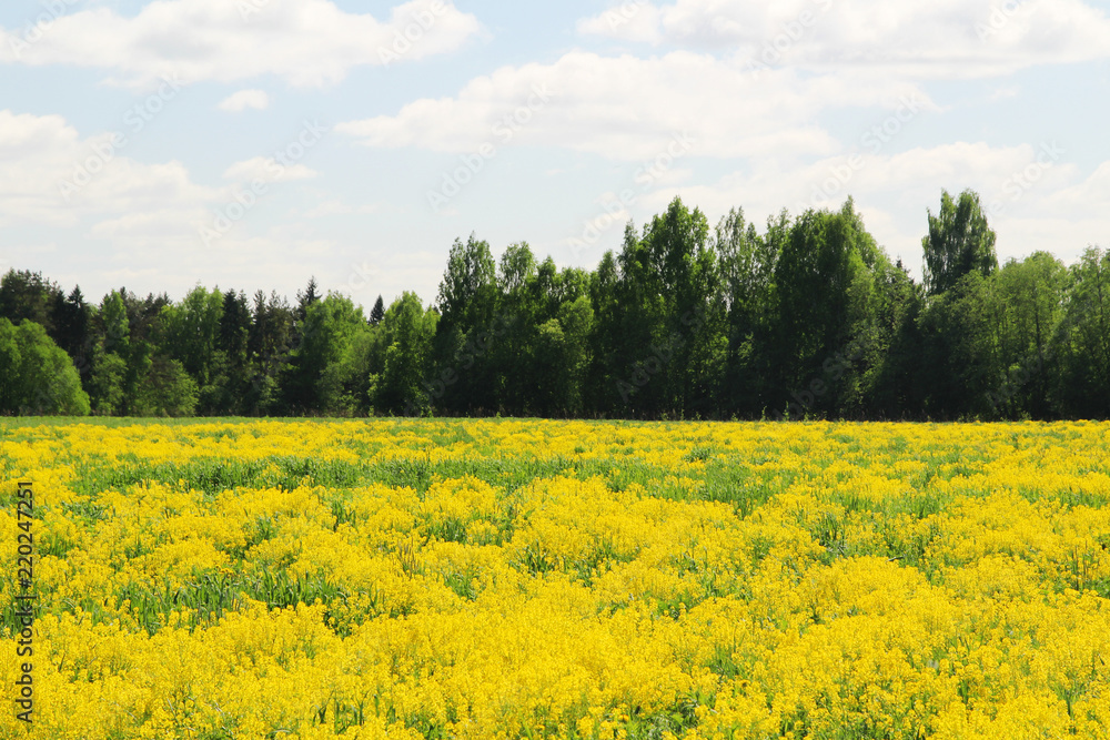 Field of rapeseed in Kostroma region, Russia