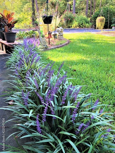 Liriope muscari or lily turf flower growing up in the garden on the background of green grass field garden , summer in Ga USA