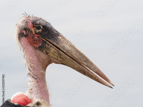 Marabou stork, Leptoptilos crumeniferus photo