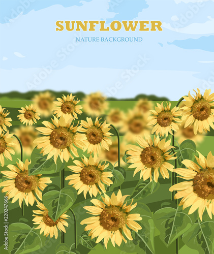 Fototapeta Naklejka Na Ścianę i Meble -  Sunflowers field Vector. Summer background beautiful cards