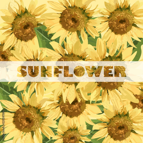 Sunflowers pattern Vector. Summer background beautiful cards