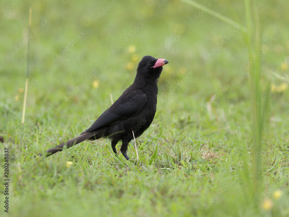 Piapiac, Ptilostomus afer Piapiac, Ptilostomus afer