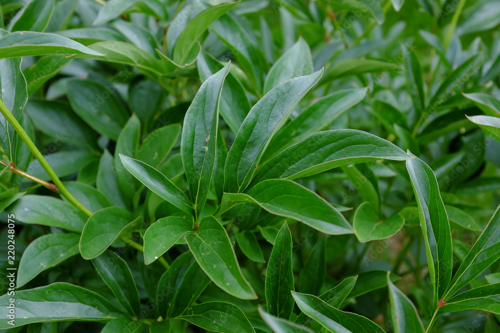 Obraz premium Paeonia, Lady Ann