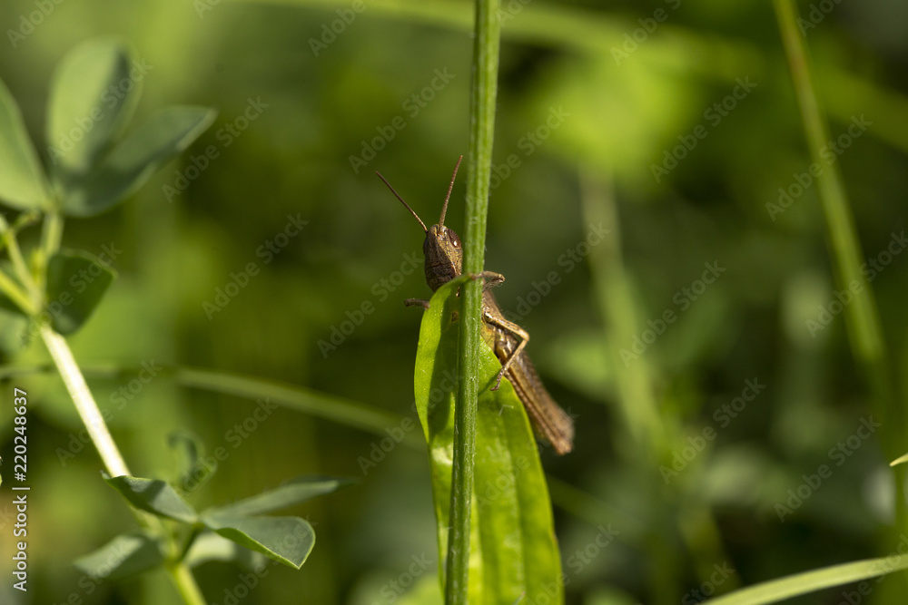 Heuschrecke Orthoptera Heuschrecke Orthoptera