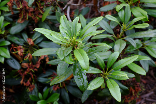 Rhododendron cv. Hyperion, Ericaceae