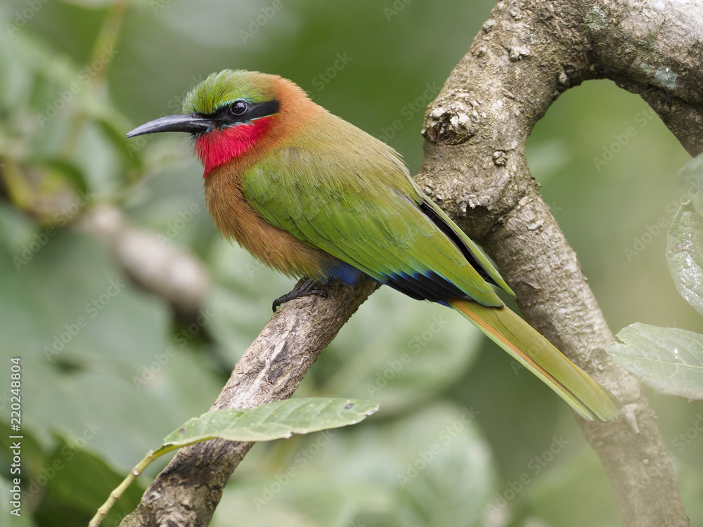 Obraz premium Red-throated bee-eater, Merops bulocki