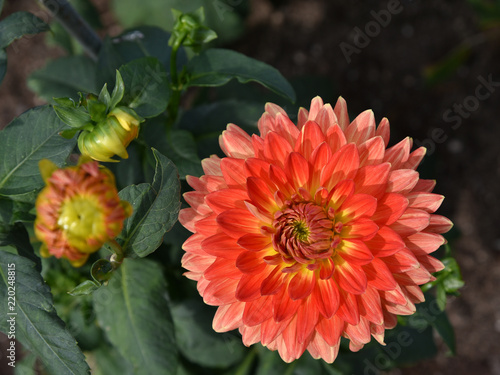 Fototapeta Naklejka Na Ścianę i Meble -  Orange dahlia flowers.