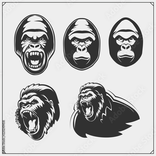 Set of gorilla heads. Vector monochrome illustration.