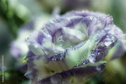  Lisianthus (Eustoma Grandiflorum) flower and rain drops 