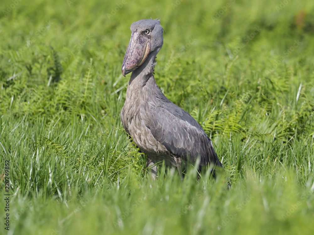 Obraz premium Shoebill, Balaeniceps rex
