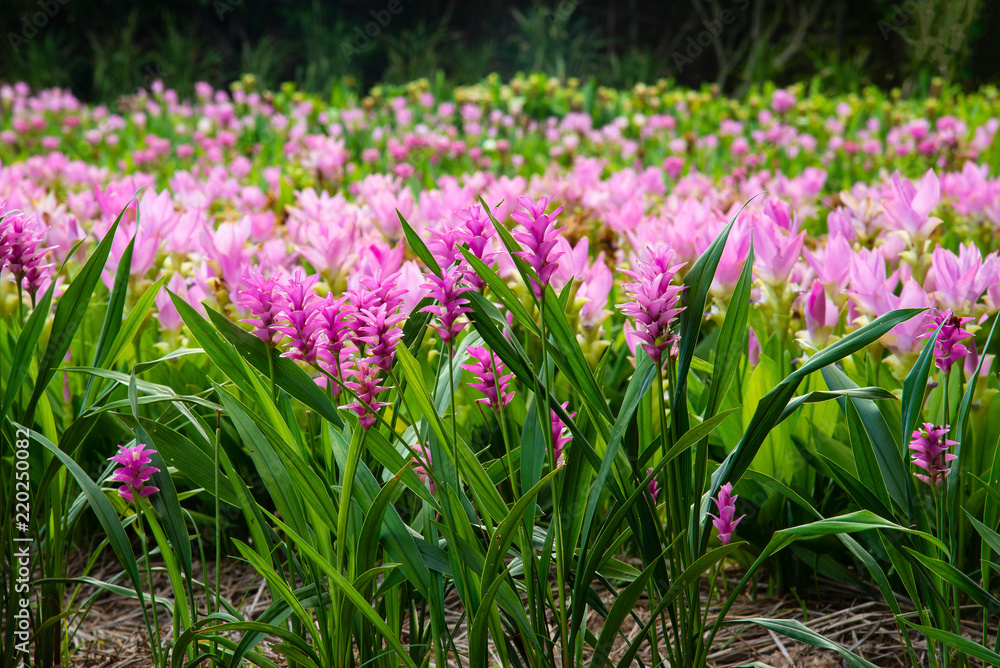 Pink flowers.Siam Tulip.Beautiful field of flower in National Park in Thailand. Pink flowers.Siam Tulip.Beautiful field of flower in National Park in Thailand.