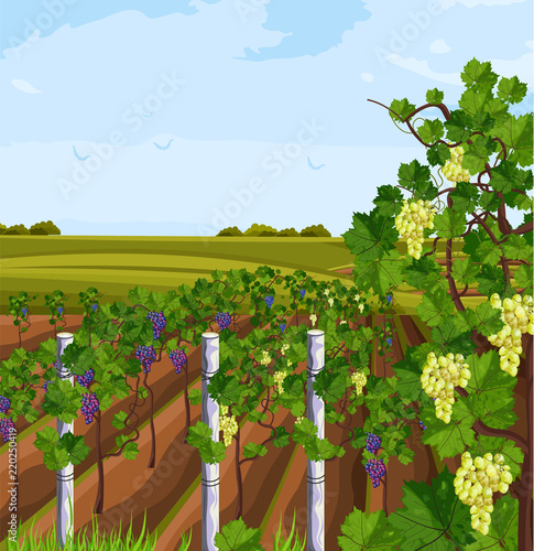 Vineyard growing harvest Vector. Beautiful summer backgrounds