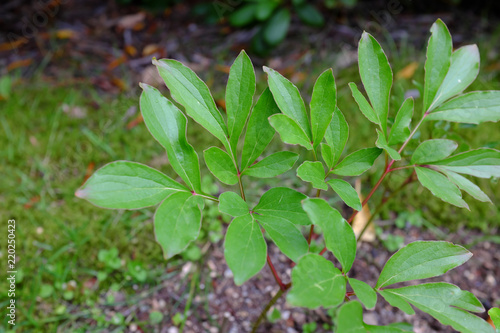 Obraz na plátně Paeonia, Germaine Bigot