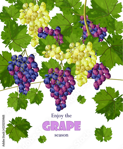 Grapes bunch isolated on white Vector. Growing harvests