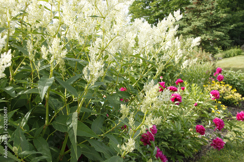 Fototapeta Naklejka Na Ścianę i Meble -  Giant White Fleeceflower with Fuchsia Peonies