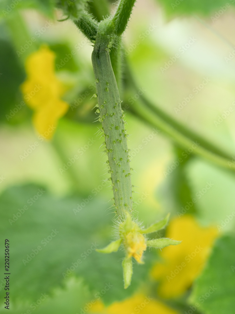キュウリの雌花 キュウリの雌花