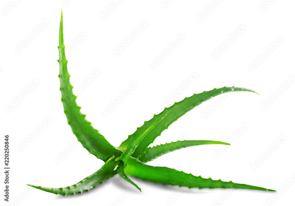 Naklejka premium Aloe vera sliced fresh leaf isolated on white background