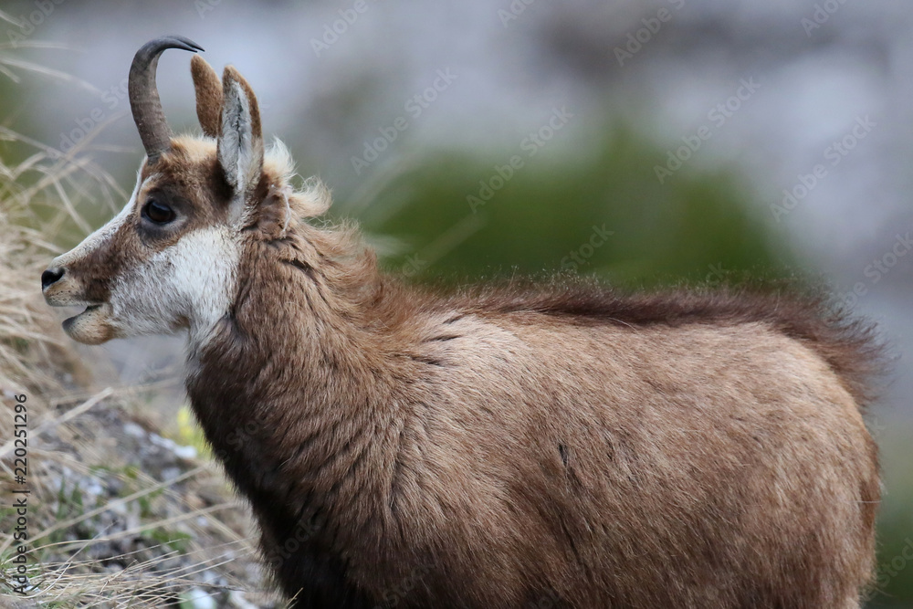 Obraz premium Gämse