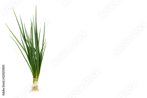 Fresh green organic onion isolated on the white background  copy space template