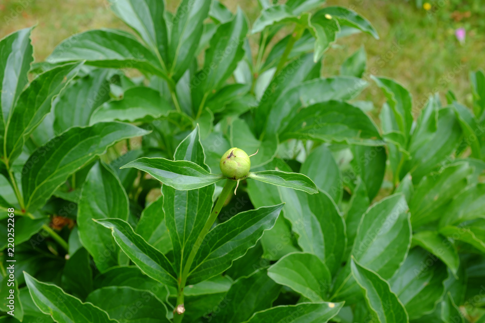 Obraz premium Paeonia, Jan van Leeuwen
